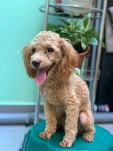 https://giuchomeo.com/featured_item_tag/poodle/