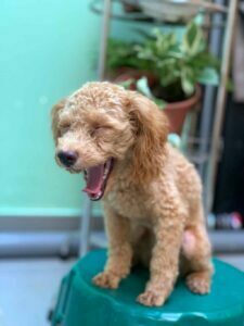 https://giuchomeo.com/featured_item_tag/poodle/