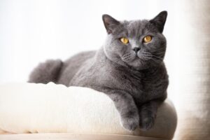 British Shorthair - Mèo Anh lông ngắn