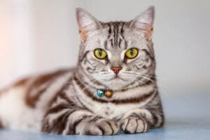 American Shorthair - Mèo Mỹ lông ngắn