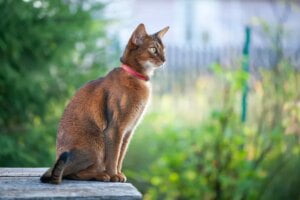 Abyssinian