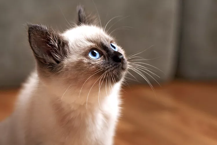 https://giuchomeo.com/tag/long-haired-siamese/