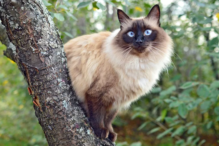 https://giuchomeo.com/tag/long-haired-siamese/