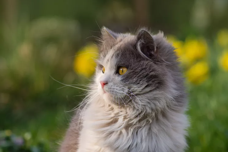 British Longhair - Mèo Anh lông dài