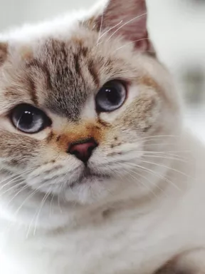 British Shorthair - Mèo Anh lông ngắn