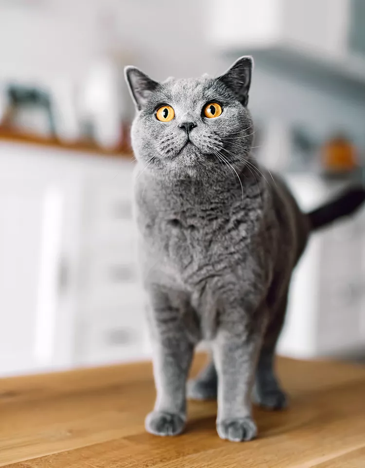 https://giuchomeo.com/chartreux/