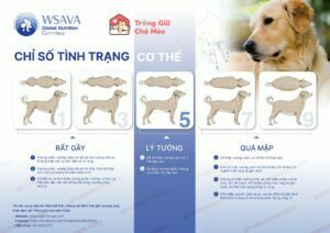Chấm điểm thể trạng cho chó 22 https://giuchomeo.com/suc-khoe-thu-cung/suc-khoe-cho/