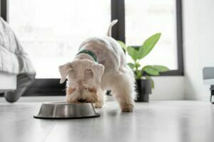 Cách sử dụng thức ăn khô cho chó tốt nhất vì sức khoẻ của cún cưng 4 https://giuchomeo.com/suc-khoe-thu-cung/suc-khoe-cho/page/2/