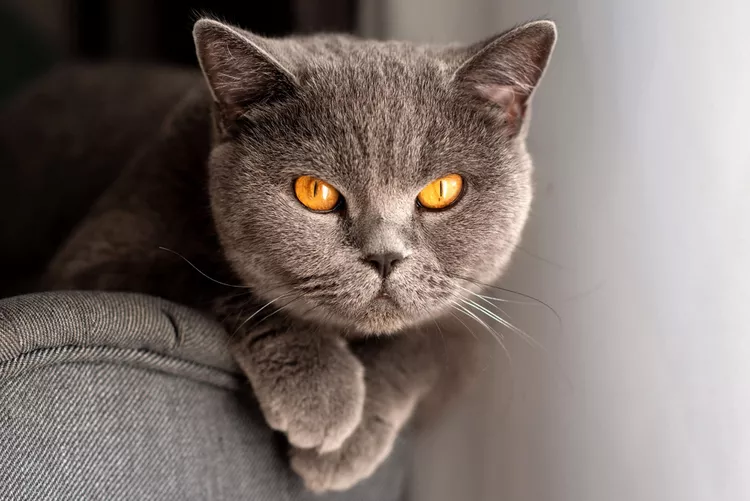 British Shorthair - Mèo Anh lông ngắn