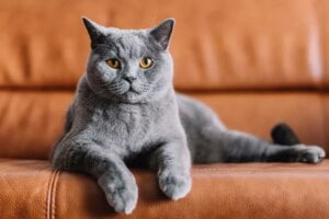 Chartreux 1 https://giuchomeo.com/tag/chartreux/