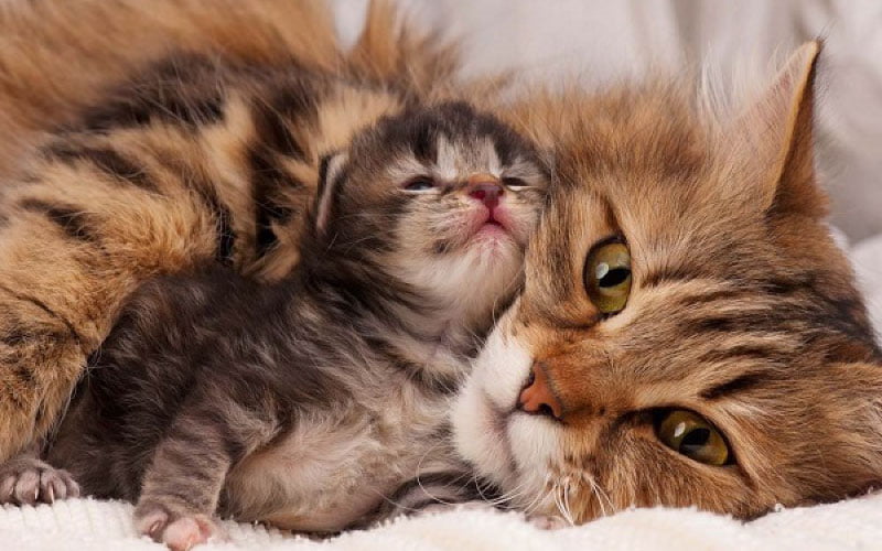 Chăm sóc mèo con sơ sinh đến một tuổi
