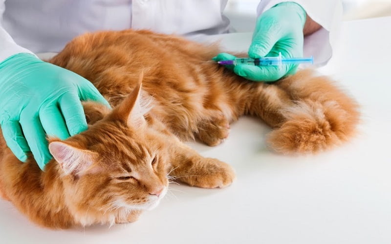 Chích vắc-xin cho mèo