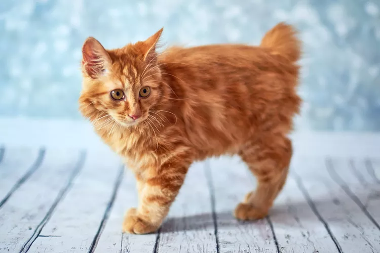 American Bobtail - Mèo Mỹ đuôi cụt