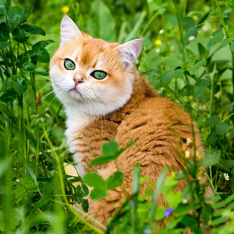 British Shorthair - Mèo Anh lông ngắn