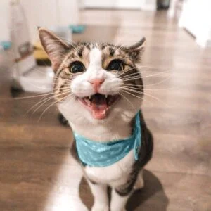 Trang chủ 23 https://giuchomeo.com/