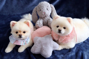 Top 10 địa điểm dịch vụ spa grooming chó mèo TP.HCM chất lượng giá tốt 4 Sasaki Animal Hospital là địa chỉ spa uy tín cho thú cưng của bạn